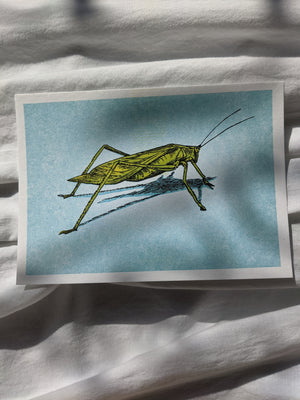 Lorenz Peter Art Card - Various Bugs